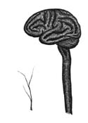 Brain