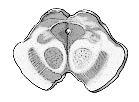 seminal vesicle histology rostral midbrain rostral midbrain rostral midbrain