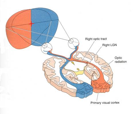 visual cortex diagram visual pathway diagram visual free engine image for user visual cortex diagram visual pathway diagram visual free engine image for user