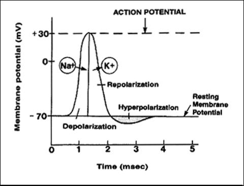 Action Potential - Flashcard